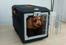 caixa de transporte para cachorro